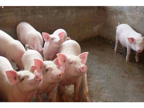 養(yǎng)殖污水的三種處理模式，學(xué)起來！