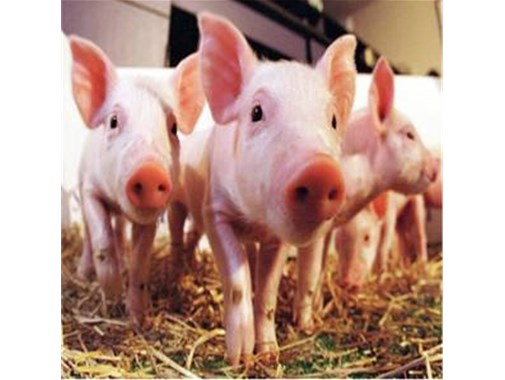 技術(shù)干貨！養(yǎng)殖污水處理的技術(shù)詳情